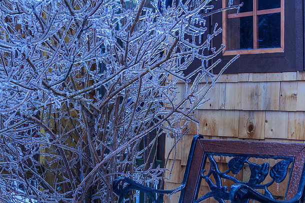 冬<strong>天降</strong>雨温度下<strong>降</strong>了结果冰icycles形成灌木户外结构安大略加拿大