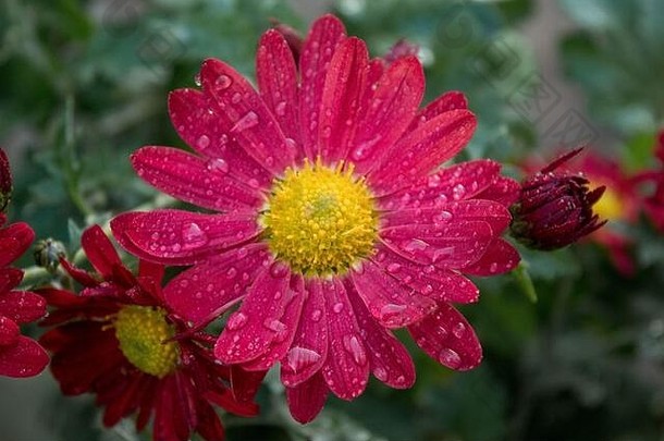 美丽的菊花花水滴在户外前视图夏天开花花园