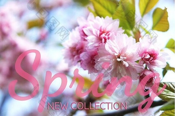 樱花美丽的粉红色的花春天概念文本春天集合