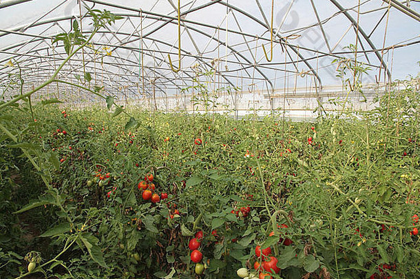 温室密集的培养集群西红柿李子番茄类型意大利