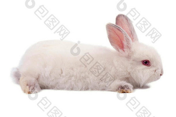 白色小兔子孤立的白色背景