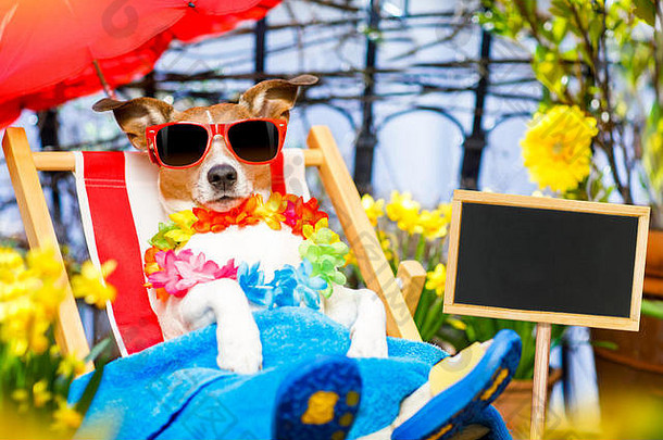 杰克罗素狗放松花俏的红色的吊床太阳镜夏天春天假期假期伞阳台阳台