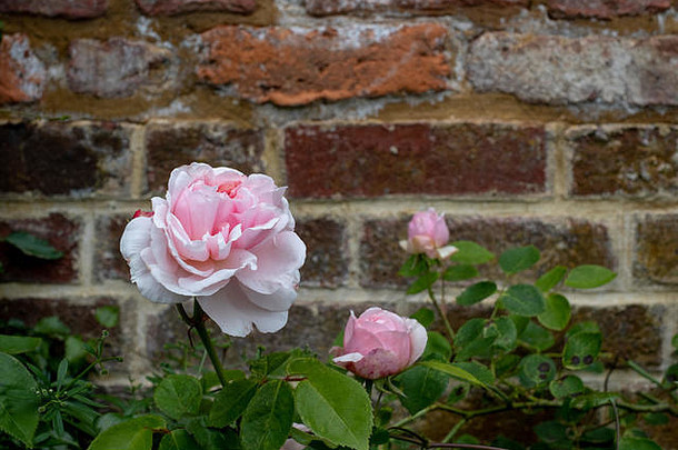 色彩鲜艳的<strong>玫瑰</strong>前面砖墙伊斯特科特房子花园历史围墙花园伊斯特科特hillingdon