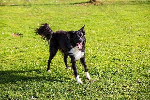 肖像快乐的边境牧羊犬狗相机绿色草有趣的脸口开放显示长舌头享受阳光明媚的春天一天
