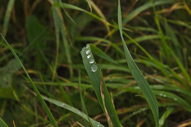 绿色草叶可见滴水背景显示树叶滴