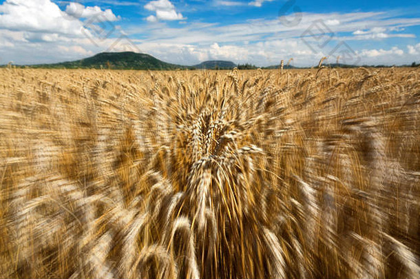 快运动小麦场夏天时间匈牙利