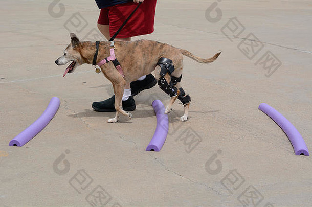 拳击手混合品种狗康复练习学习矫正的膝盖扼杀撑走正确