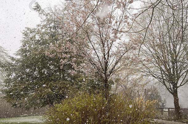 雪下降樱桃树春天