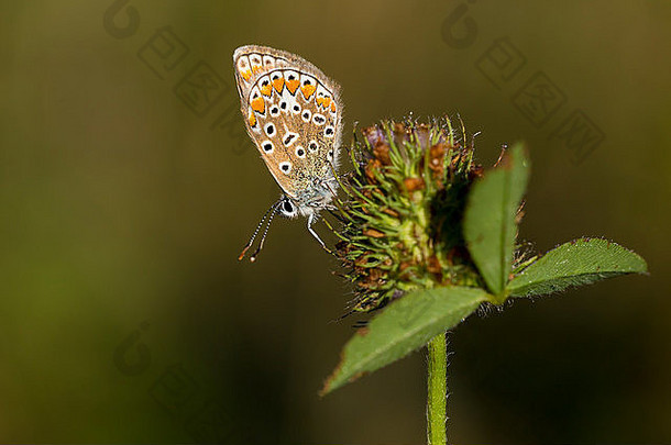 常见的蓝色的蝴蝶polyommatus伊卡洛斯露水