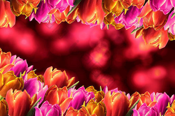 色彩斑斓的春天背景郁金香的地方文本