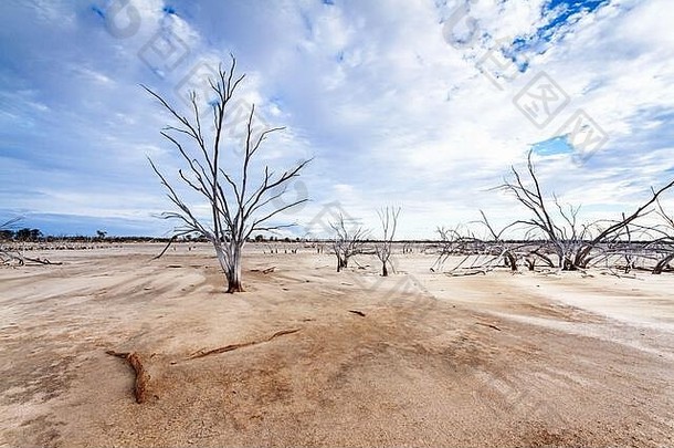 死树yenyenning盐湖泊西方澳大利亚