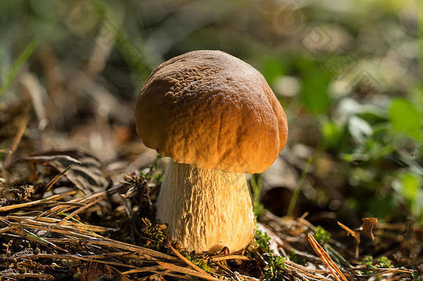 牛肝菌属Edulis一分钱好口袋猪porcini担子菌类野生真菌棕色（的）蘑菇自然环境背景