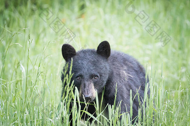 年轻的黑色的熊享受草早餐