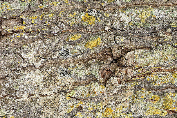 关闭鳄梨树树皮显示莫斯地底使独特的崎岖的txture