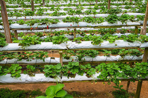 草莓日益增长的行温室农场卡梅隆高地马来西亚