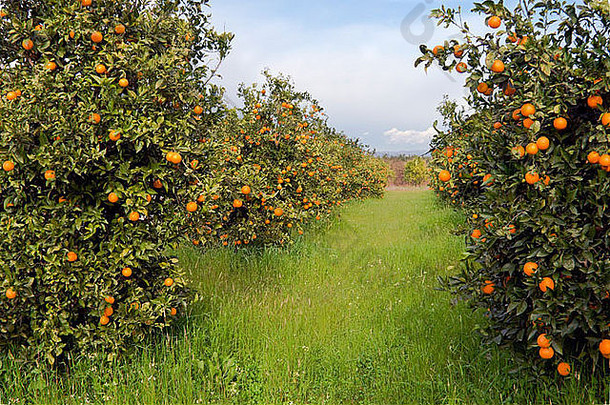 场橙色树成熟的水果希腊