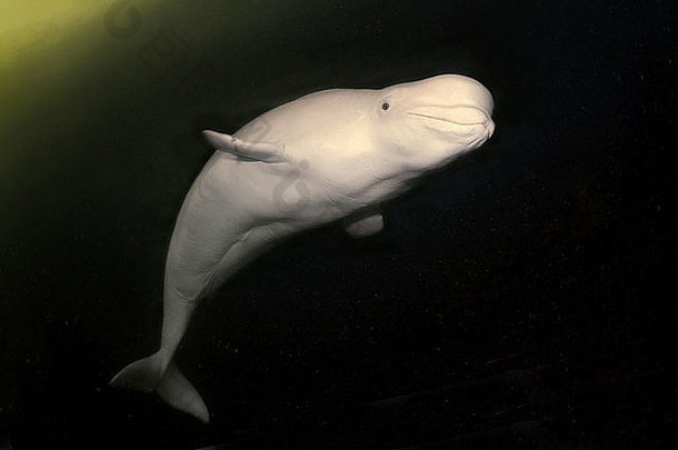 白白色鲸鱼delphinapterus莱夫卡斯岛北极俄罗斯卡累利耶白色海