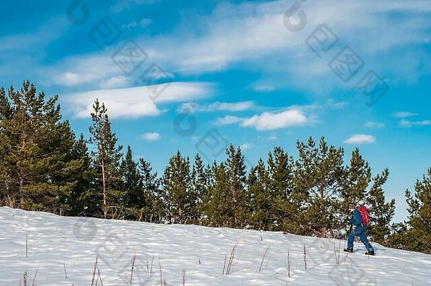 男人。订婚了滑行分裂滑雪男人。走背景云杉森林山吉尔吉斯斯坦