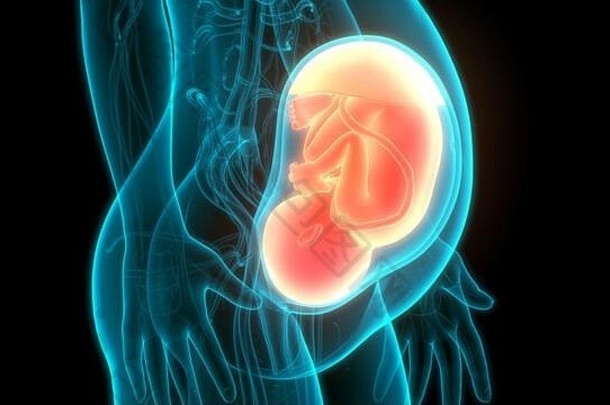 人类胎儿婴儿子宫解剖学
