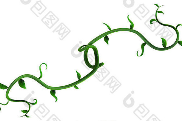 植物葡萄树绿色日益增长的扭叶分支钩子双插图水平孤立的白色