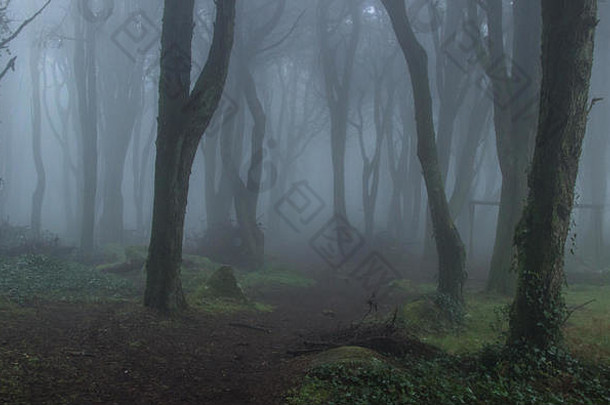 神秘的黑暗森林雾辛特拉山葡萄牙
