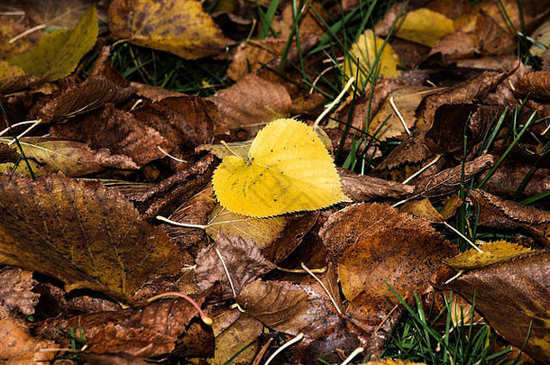 色彩斑斓的秋天叶子色彩斑斓的明亮的背景使下降秋天叶子