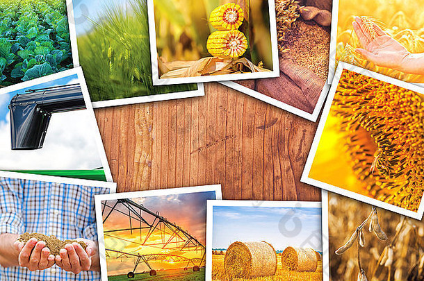 农业主题拼贴画照片堆栈作物农业场图片木桌子上复制空间