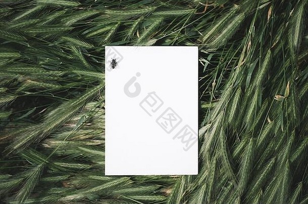 白色笔记本一块纸铺设绿色草复制空间文本的地方喜怒无常的大气