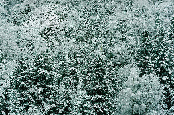 森林雪白色冷杉庇里牛斯山法国