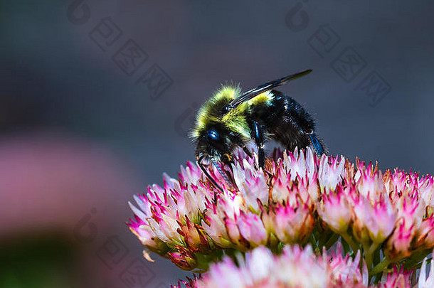 黑色的黄色的熊蜜蜂收集花粉花宏距离高清晰昆虫