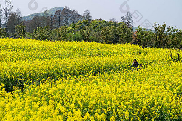 黄色的花油菜籽字段蓝色的天空中央公园武汉城市湖北省中国