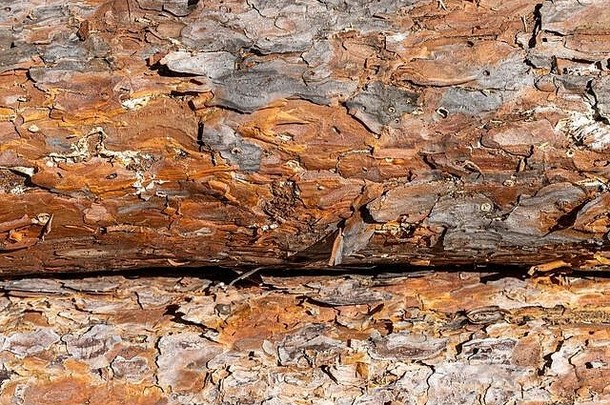 减少树皮松自然棕色（的）背景纹理树干松柏感觉森林破坏环境光sha