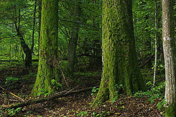 落叶森林树莫斯包装前景波兰podlation景观储备比亚洛维耶扎森林