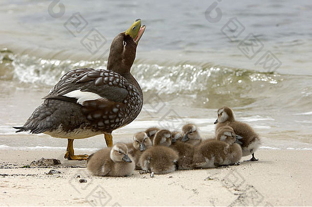 不会飞的轮船鸭速尾藻短翅目岛福克兰岛屿妈妈。调用集团小鸡坐海滩