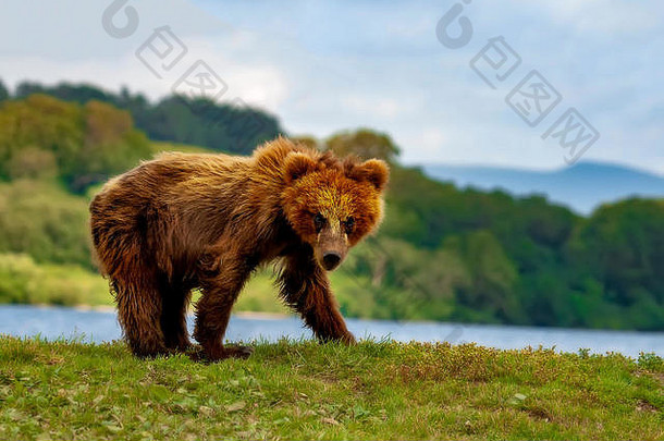 棕色（的）<strong>熊</strong>幼崽<strong>熊</strong>属arctos千岛群岛湖堪察加半岛半岛俄罗斯