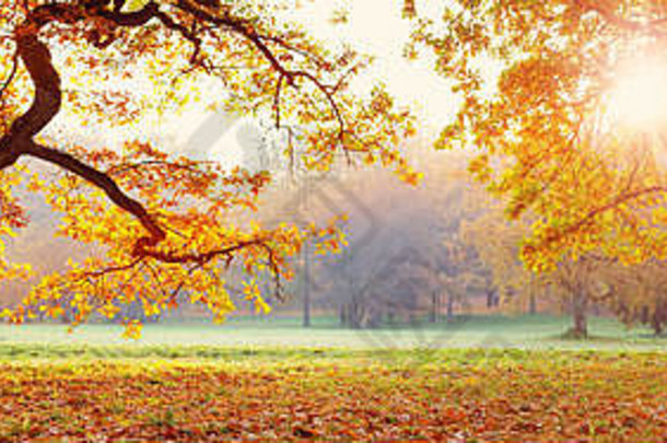 树公园秋天阳光明媚的一天