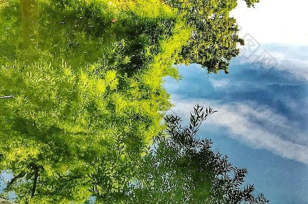 天空树反映了清晰的水池塘明亮的夏天一天英格兰