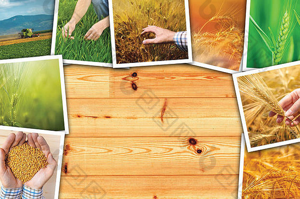 小麦农业照片拼贴画集合照片描绘增长收获麦片植物