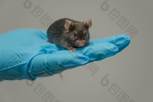 实验室黑色的鼠标坐着人手很酷的蓝色的手套同质灰色背景