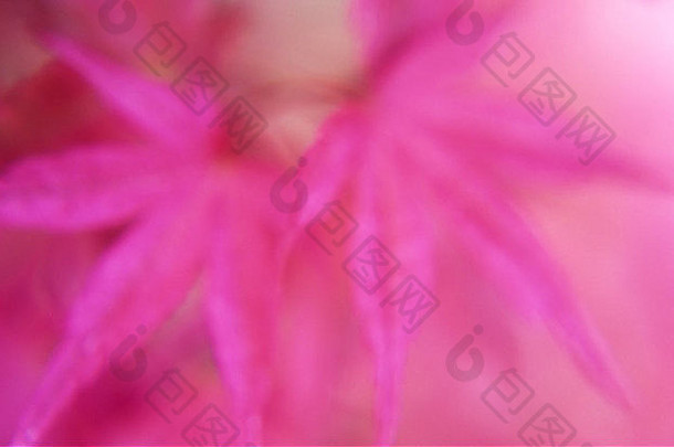 给人深刻印象的关闭新鲜的春天明亮的粉红色的叶子枫木宏碁Palmatumshindeshojo粉红色的背景