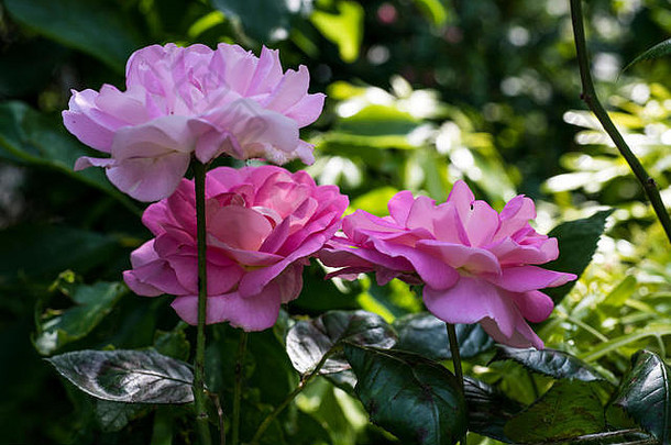 美丽的集群精致的粉红色的白色玫瑰花园夏天