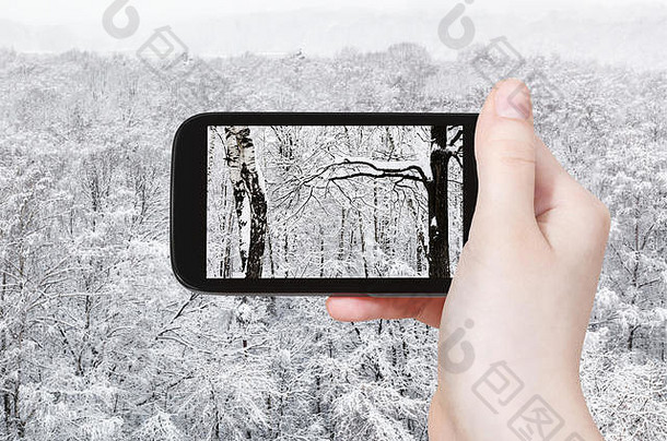 旅行概念旅游照片桦树橡木树雪森林冬天一天智能手机莫斯科俄罗斯