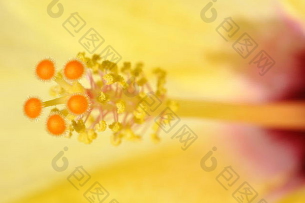 特写镜头生殖部分黄色的芙蓉花