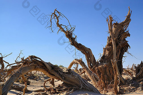死树diversifolia杨属沙漠中国