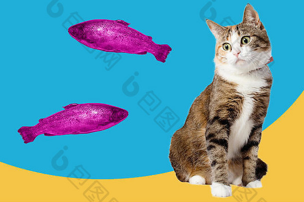 猫大马哈鱼拼贴画流行艺术概念设计充满活力的最小的背景