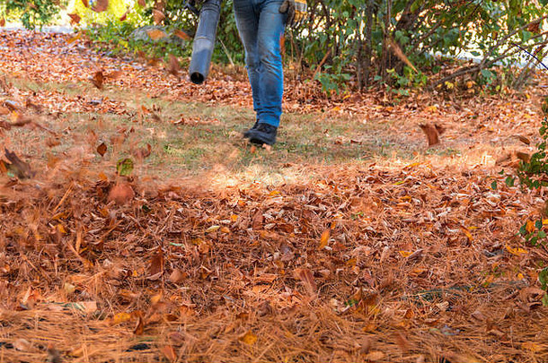 叶鼓风机行动移动色彩斑斓的秋天叶子松针住宅草坪上有意的运动模糊