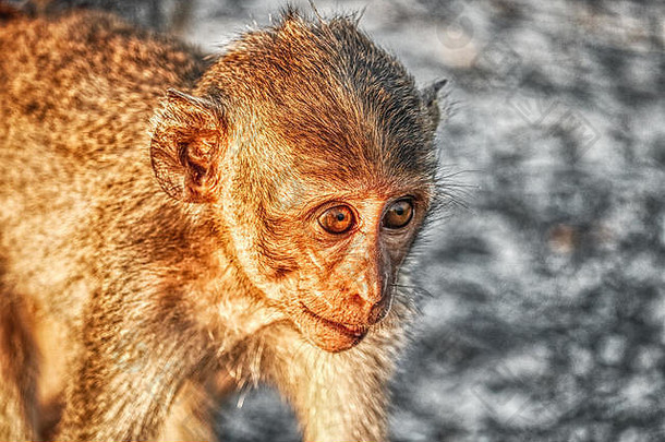 独特的图像显示野生猴子黄昏猴子岩石华欣泰国