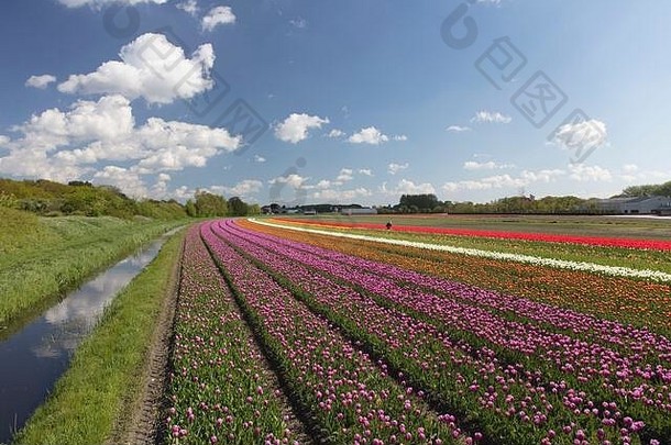 春天郁金香种植园荷兰传统的荷兰农村景观