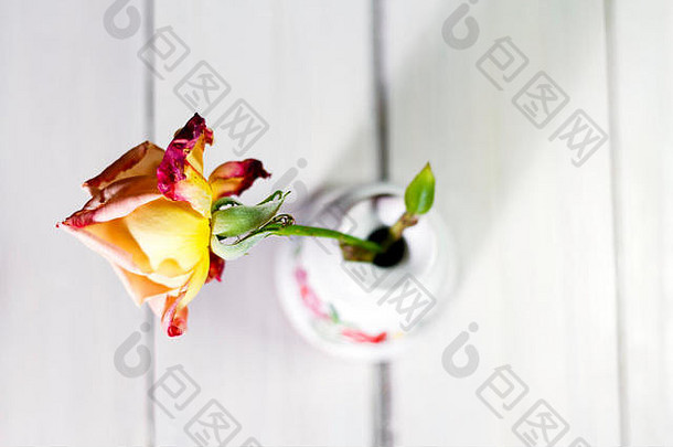 单yelow-red玫瑰白色陶瓷花瓶孤立的白色木纹理