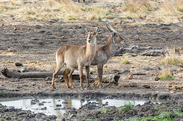 非洲大羚羊羚羊浇水洞南部非洲稀树大草原